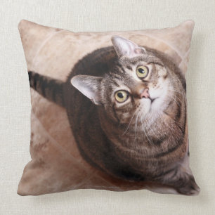Almofada Um gato de gato malhado que olha acima