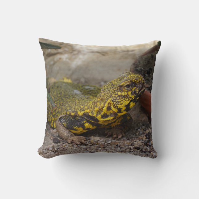 Almofada Uromastyx geyri (Frente)