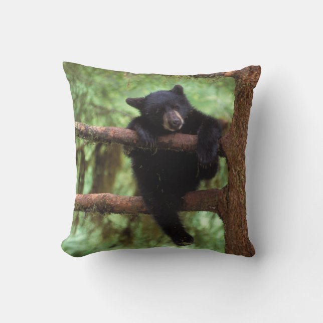Almofada urso preto, Ursus americanus, filhote em uma árvor (Frente)