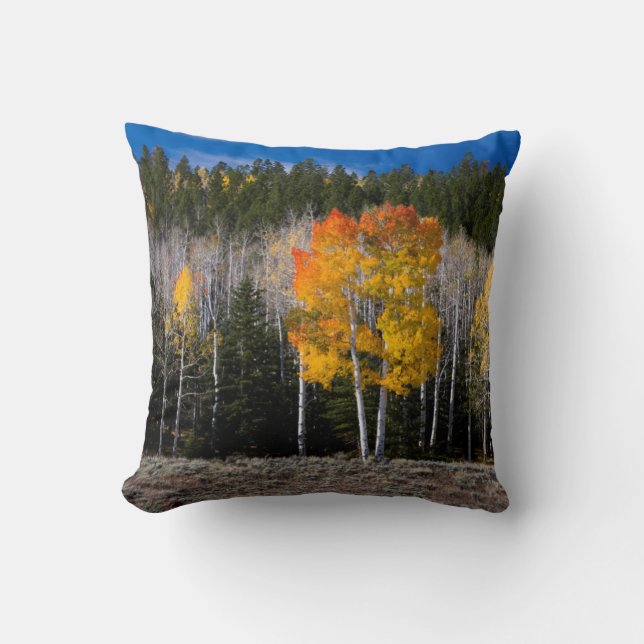 Almofada Utah, EUA. Árvores Aspen (Populus Tremuloides) 2 (Frente)