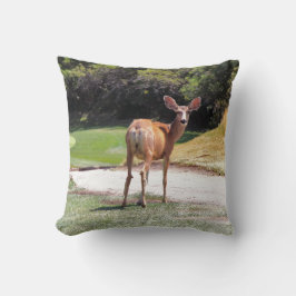Almofada veado olhando a fotografia da câmera