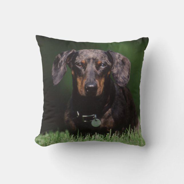 Almofada Vista de Dachshund colorido manchado (Frente)