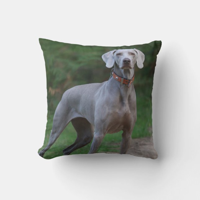 Almofada Weimaraner Puppy Dog (Frente)