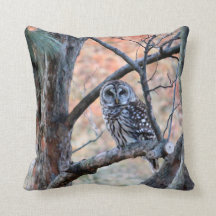 Wildlife Barred Owl Tree Photo