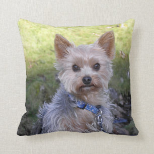 Almofada Yorkie com colarinho azul
