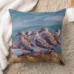 Almofada Young Ruddy Turnstones