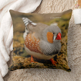 Almofada Zebra Finch Songbird nas Rochas
