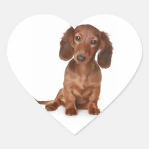 Alô Dachshund Puppy Dog Sticker / Etiqueta