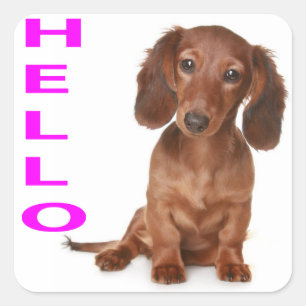 Alô Dachshund Puppy Dog Sticker / Etiqueta