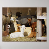 Alpaca Barn Poster