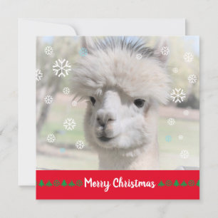 Alpaca Feliz Cartão de Saudação de Natal
