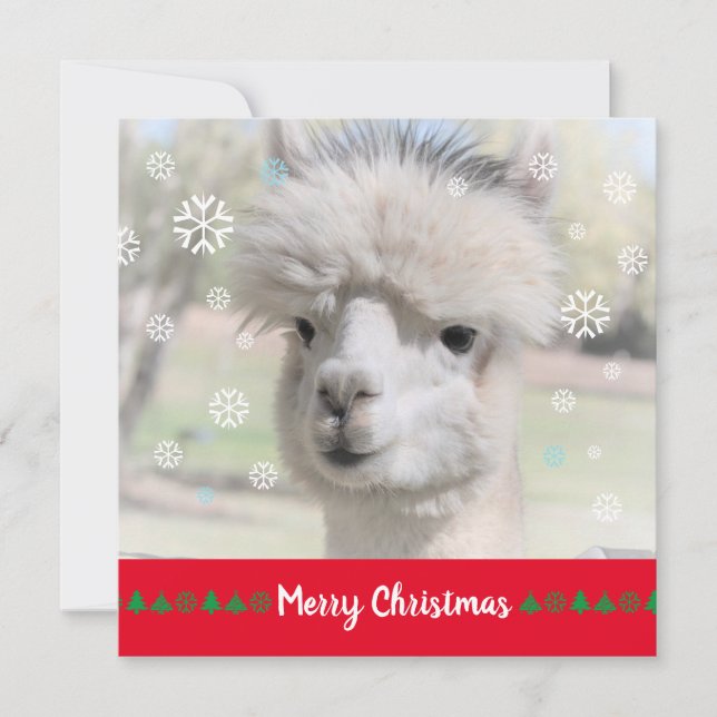 Alpaca Feliz Cartão de Saudação de Natal (Frente)