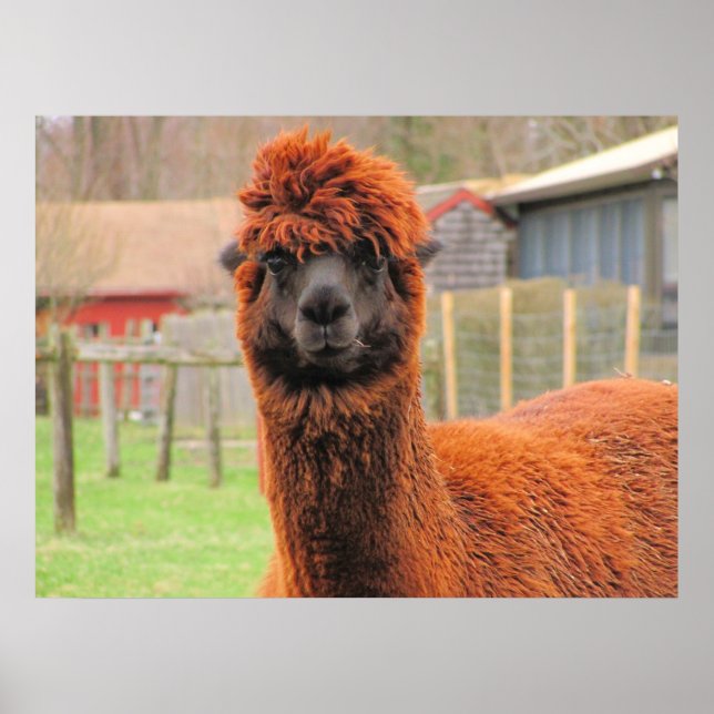 Alpaca ~ impressão (Frente)