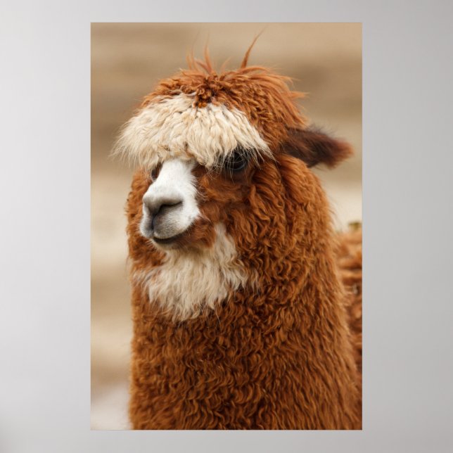 Alpaca poster (Frente)