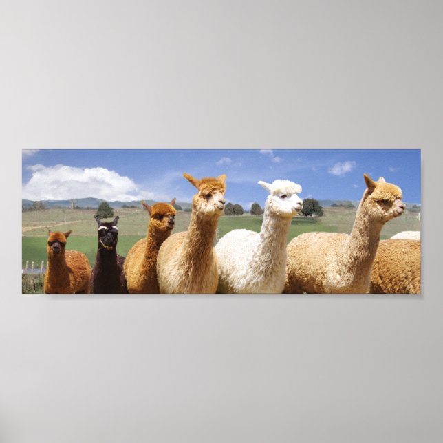 Alpaca Poster Line Up (Frente)