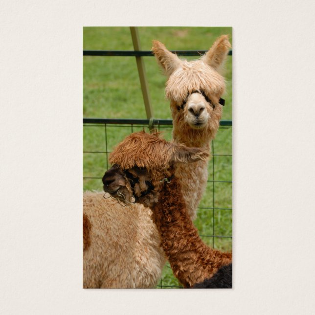 Alpacas (Frente)