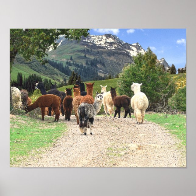 Alpacas Poster (Frente)
