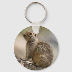 Alpino Hoary Marmot Chaveiro