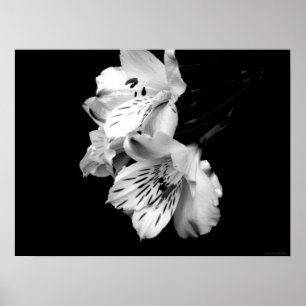 Alstroemeria Negra Lily Poster