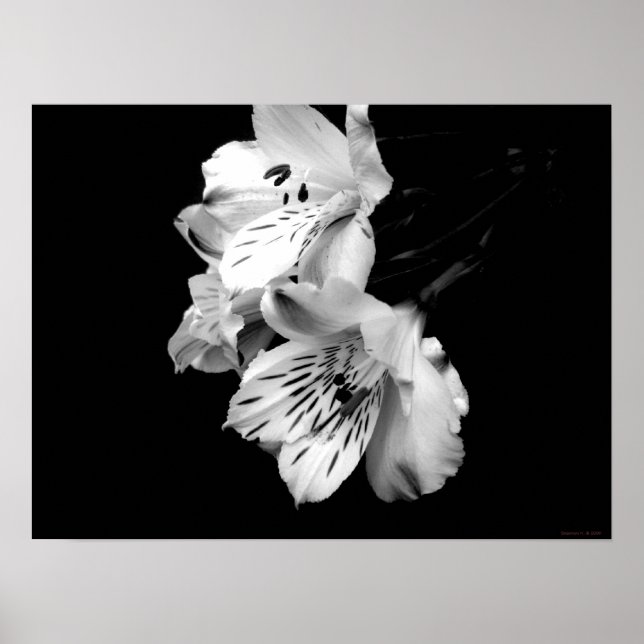 Alstroemeria Negra Lily Poster (Frente)