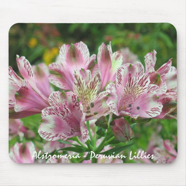 Alstromeria cor-de-rosa e branco Mousepad (Frente)