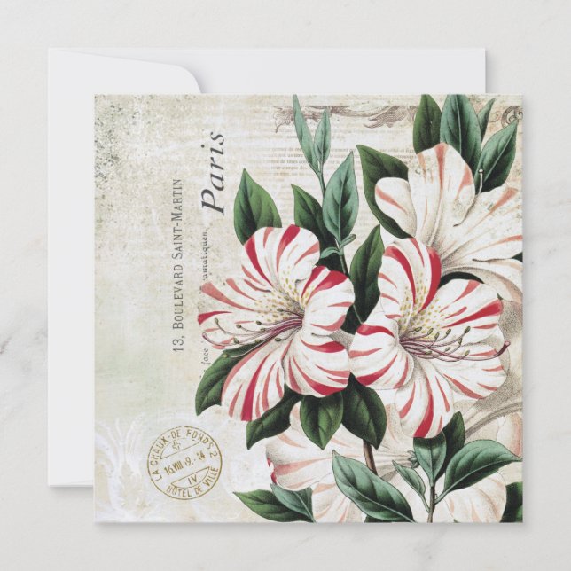 amáilos franceses da antiga vintagem (Frente)