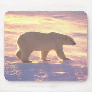 Amanhecer 3 Mousepad do urso polar