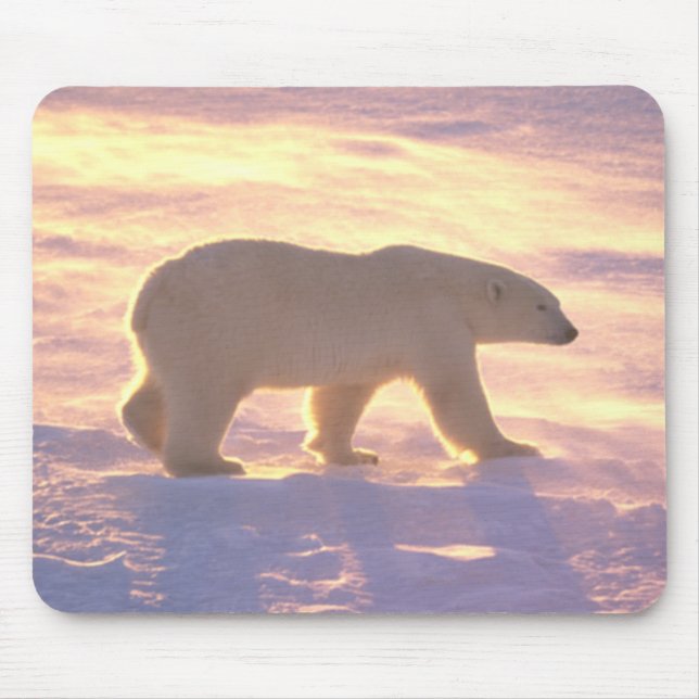 Amanhecer 3 Mousepad do urso polar (Frente)