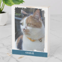 Amante de animais adicione nome gato azul foto rús