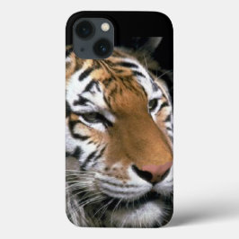 Amantes de Tigres