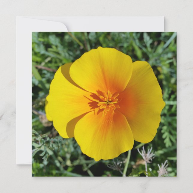 amarelo do outono (Frente)