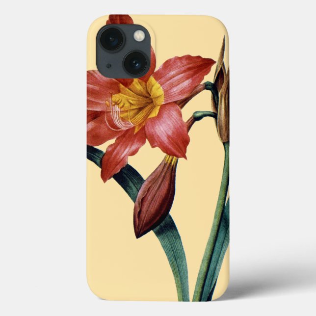Amaryllis (Verso)