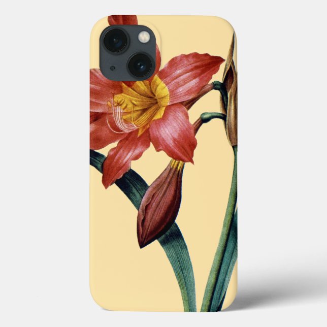 Amaryllis (Verso)