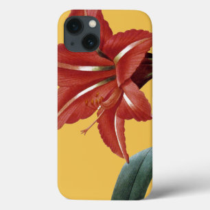 Amaryllis listrado