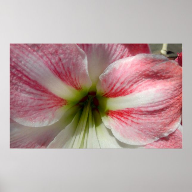 Amaryllis Poster (Frente)