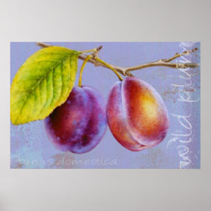 Ameixa selvagem - impressão liso do poster do