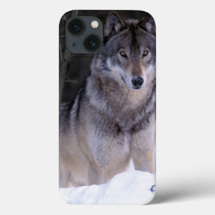America do Norte, Canadá, Canadá oriental, lobo