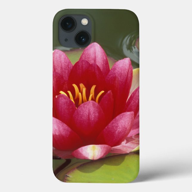 América do Norte, EUA, WA, Seattle, Woodland Park  (Verso)