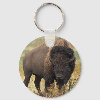 American Bison Chaveiro