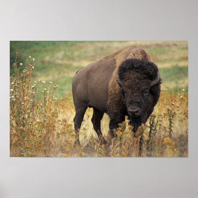 American Bison Poster (Frente)