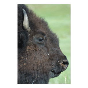 American Bison Up Close - Wildlife Fotografia