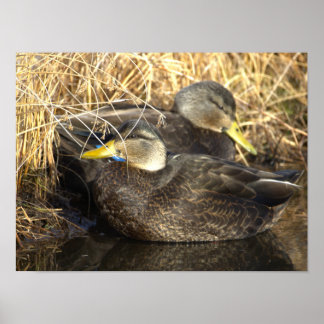 American Black Duck Poster