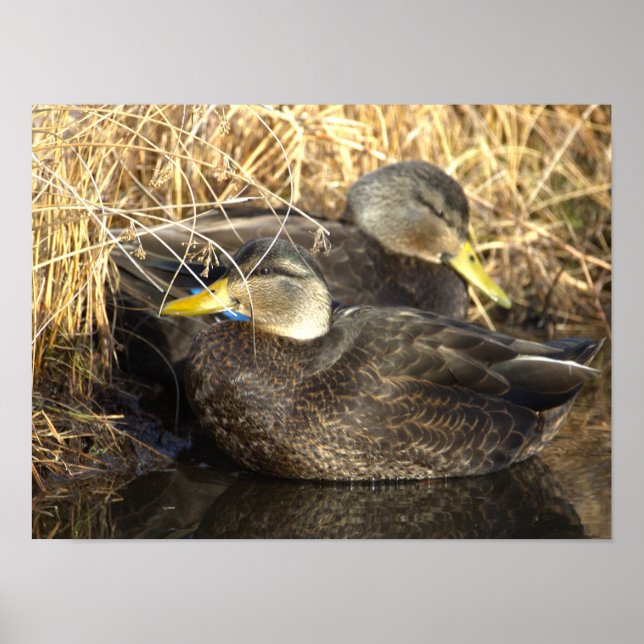 American Black Duck Poster (Frente)