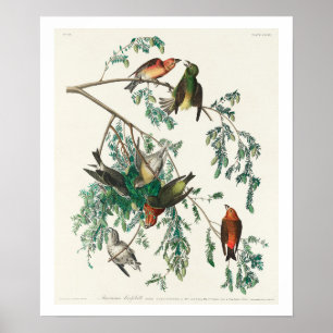 American Crossbill por Poster de Audubon