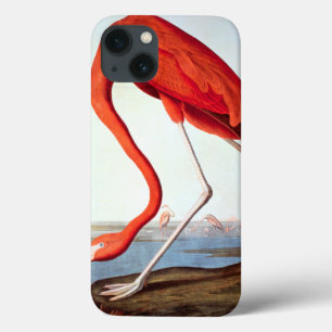 American Flamingo