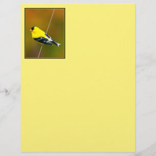 American Goldfinch - Fotografia original