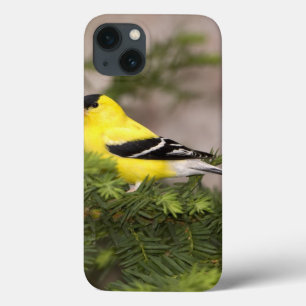 American Goldfinch male in a tree
