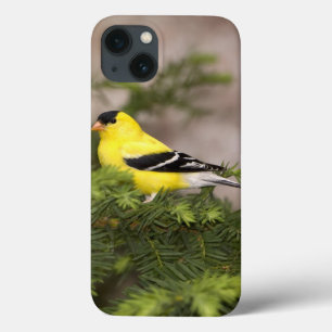 American Goldfinch male in a tree