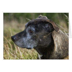 American Staffordshire Terrier Cartão com fotos