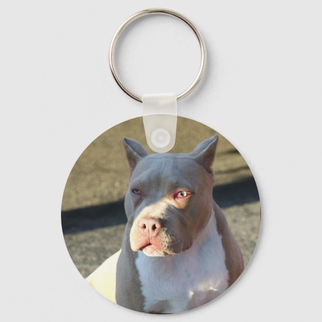 American Staffordshire Terrier chaveiro (Frente)